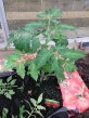 Tomato Plants are starting to show signs of flowers