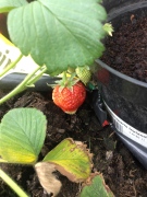 Our 1st Strawberries!!!