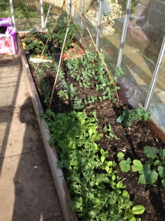 mixed leaf , peas, cucumber and some honeydew melons all doing well