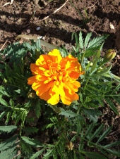 Marigolds in bloom