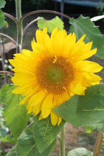 Beautiful Sunflowers in bloom